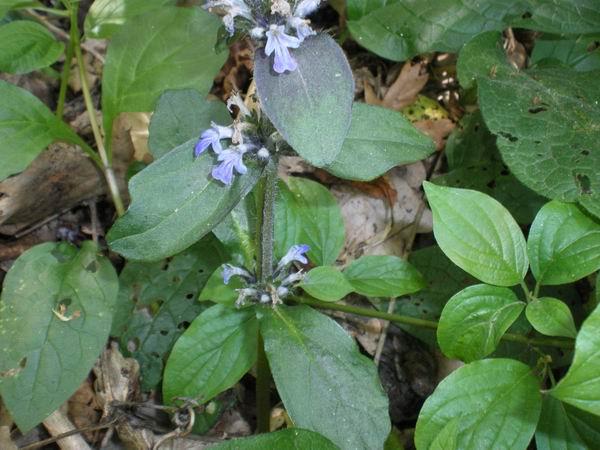 Ajuga reptans